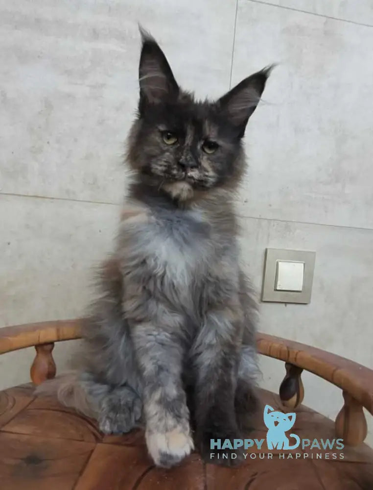 Marika Maine Coon female black tortie silver - live animals