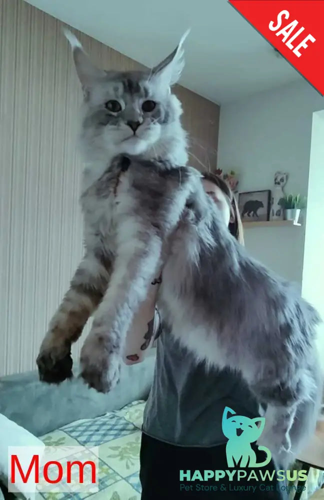 Marika Maine Coon female black tortie silver - live animals