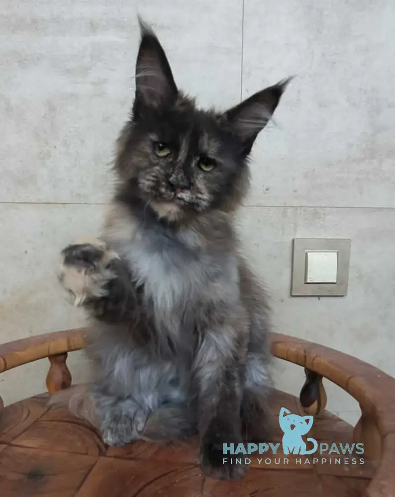 Marika Maine Coon female black tortie silver - live animals