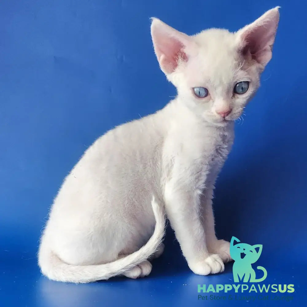 Marina Devon Rex female white - live animals