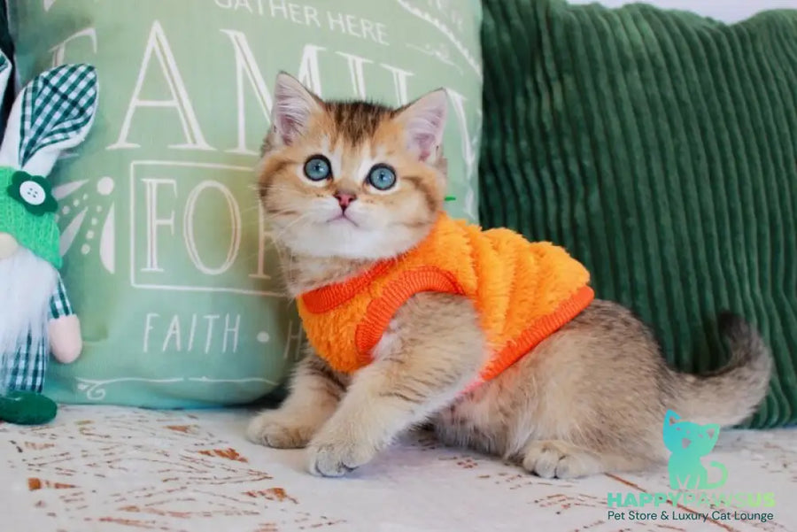 Mario British Shorthair male chocolate golden ticked tabby - live animals