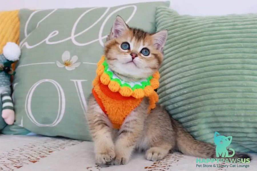 Mario British Shorthair male chocolate golden ticked tabby - live animals