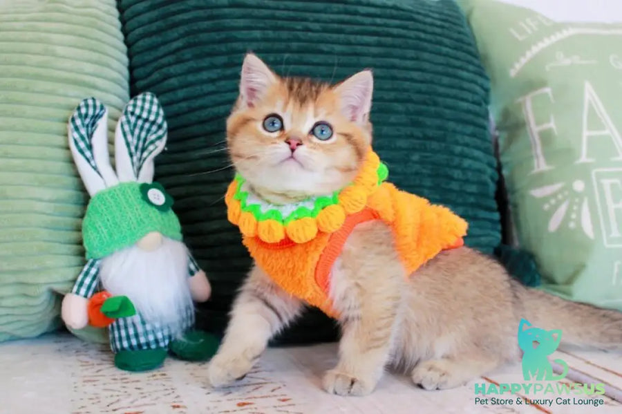 Mario British Shorthair male chocolate golden ticked tabby - live animals