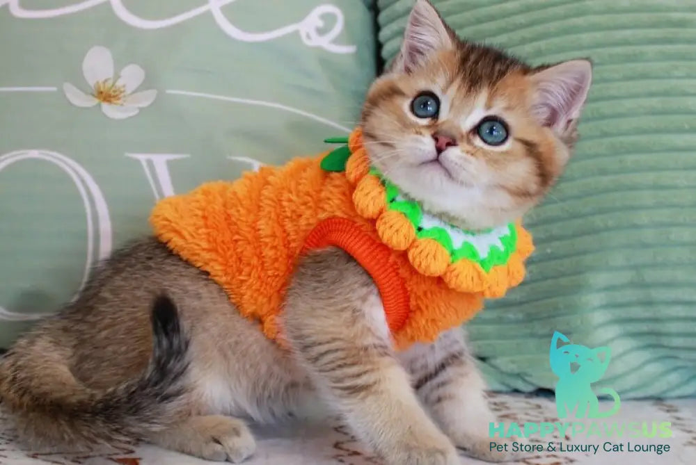 Mario British Shorthair male chocolate golden ticked tabby - live animals