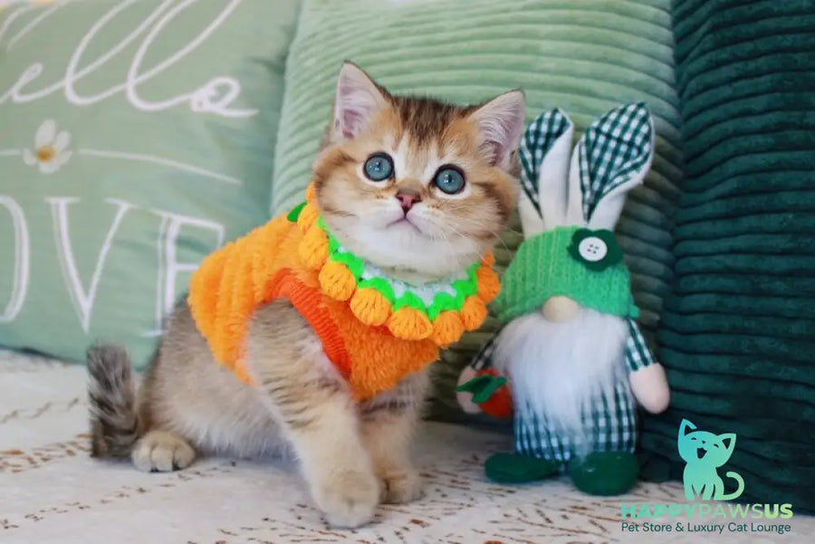 Mario British Shorthair male chocolate golden ticked tabby - live animals