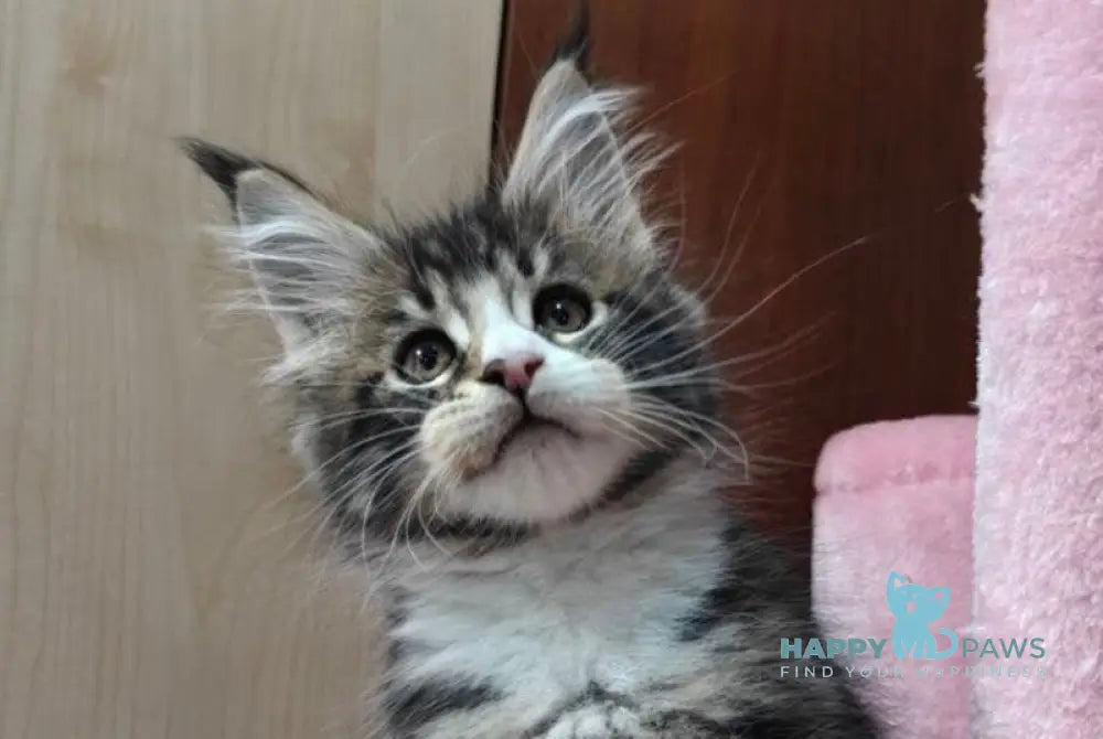 Mario Maine Coon male black tabby with white live animals