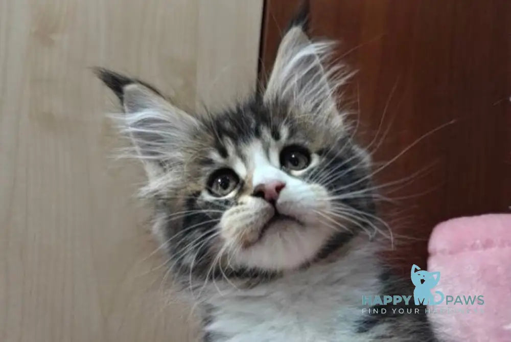 Mario Maine Coon male black tabby with white live animals