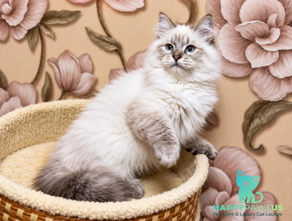Mario Siberian male seal tabby pointed - live animals
