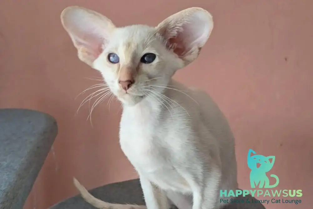 Marius Siamese male lilac - live animals