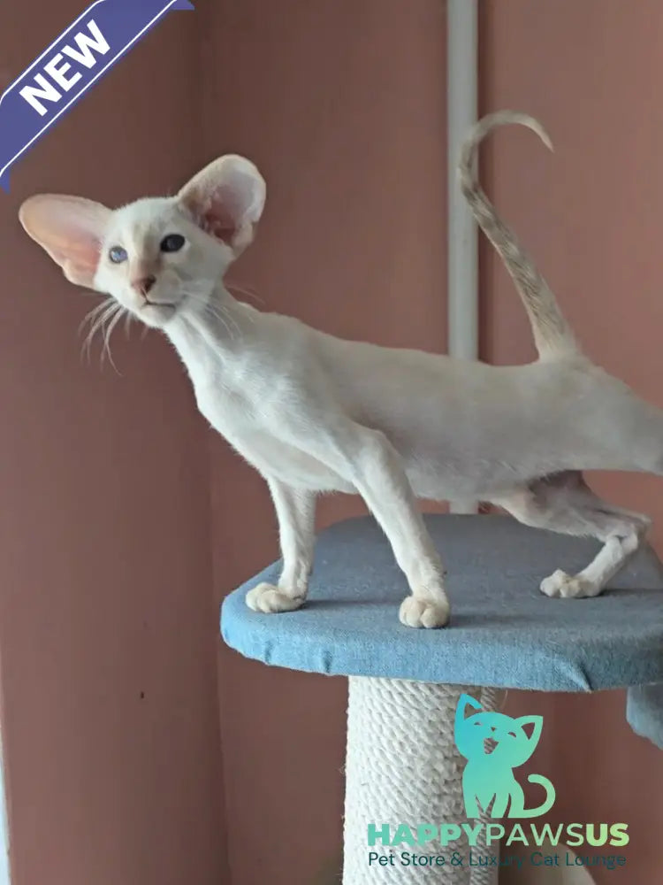 Marius Siamese male lilac - live animals