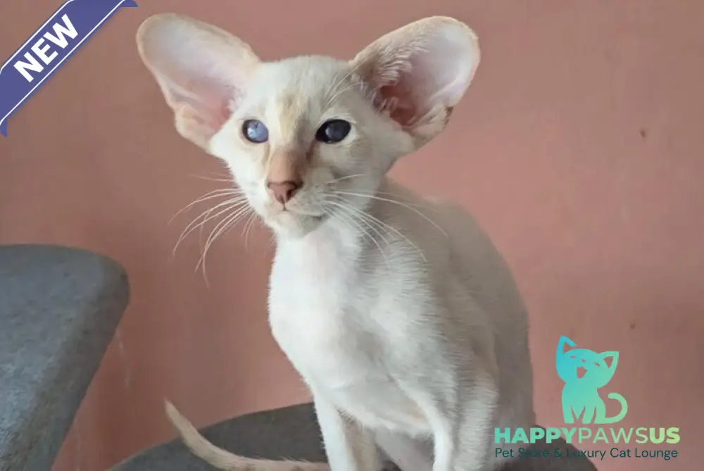 Marius Siamese male lilac - live animals