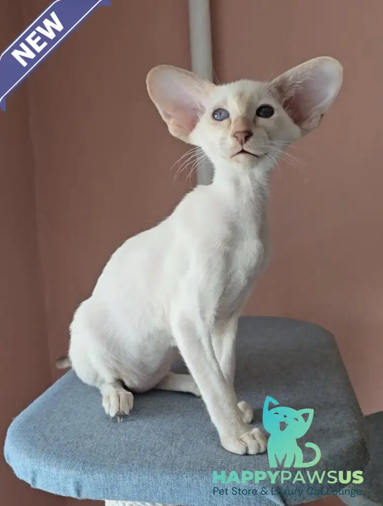 Marius Siamese male lilac - live animals