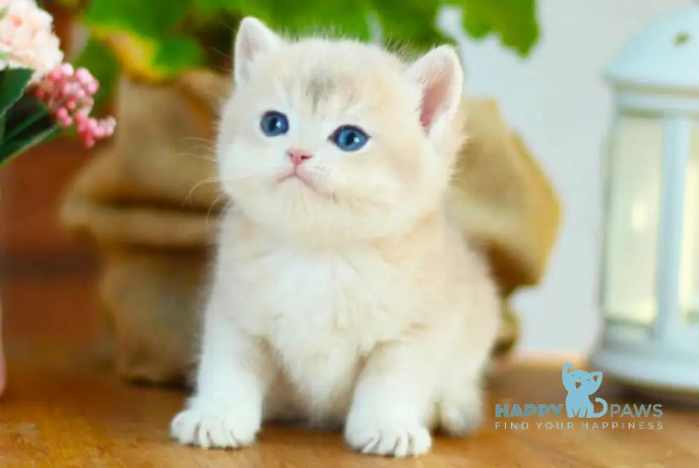 Mark British Shorthair male black golden shaded live animals