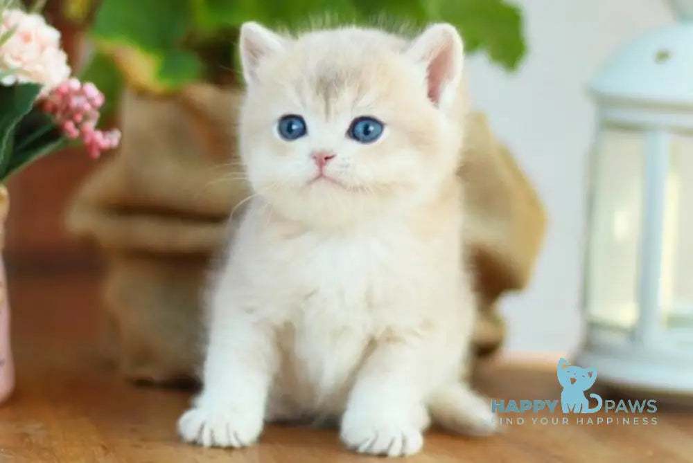 Mark British Shorthair male black golden shaded live animals