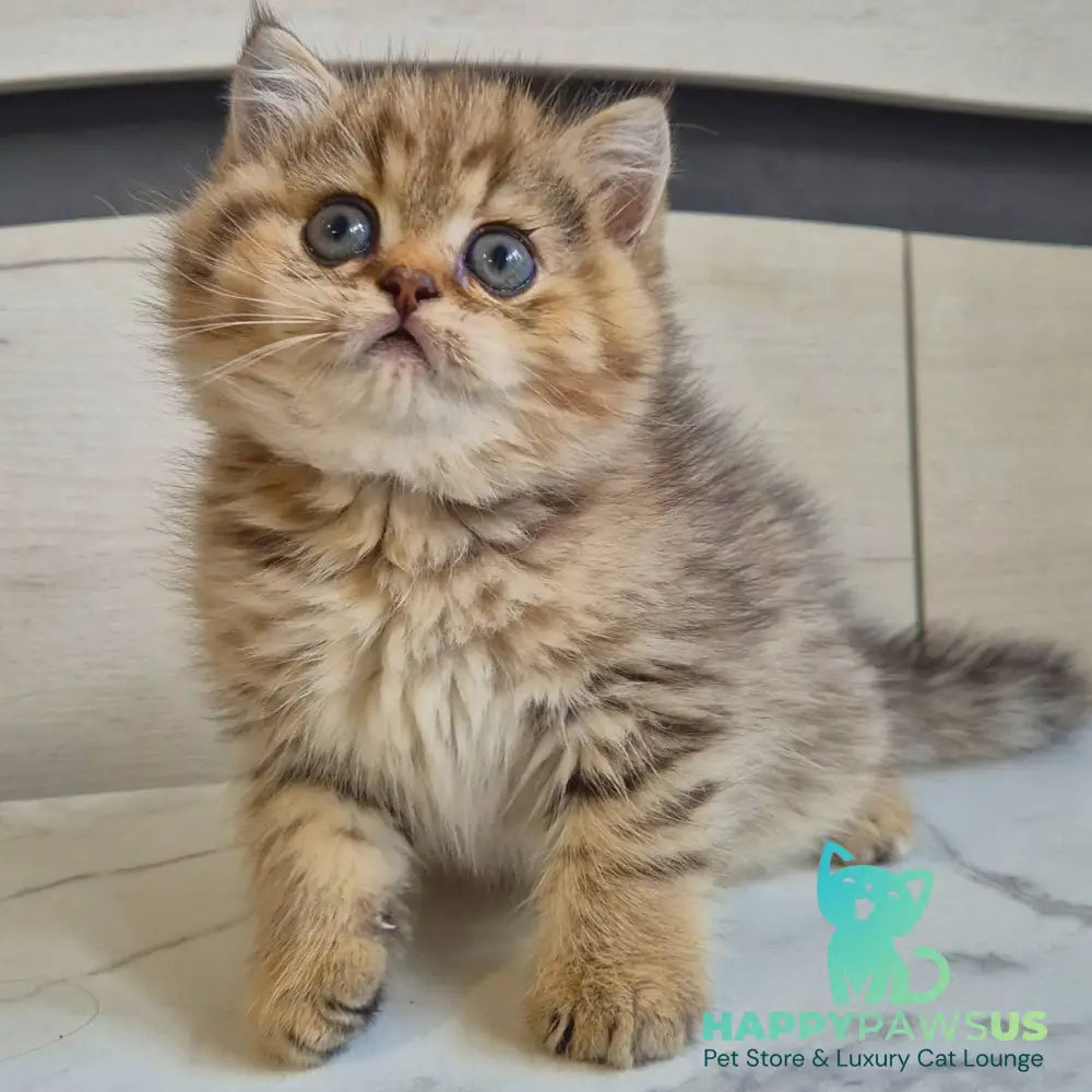 Mark British Shorthair male black golden spotted tabby - live animals