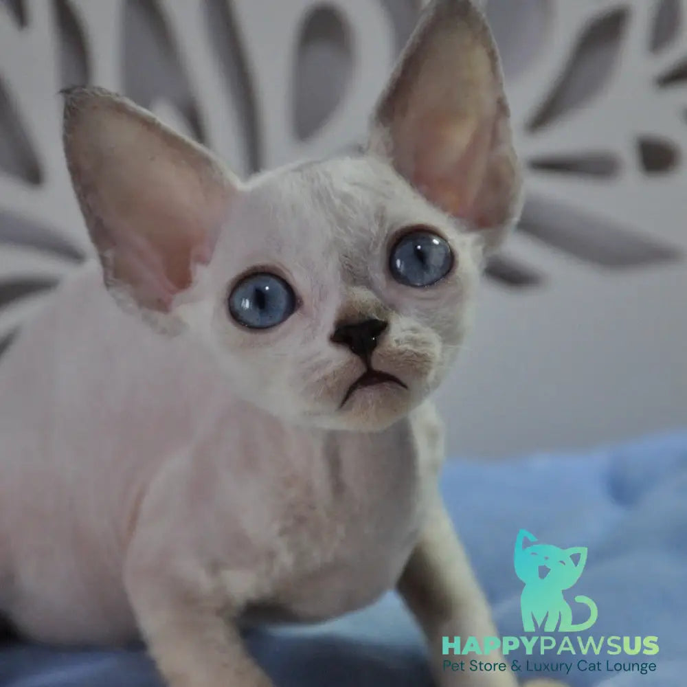 Mark Devon Rex male blue tabby pointed - live animals