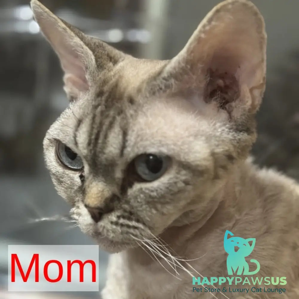Mark Devon Rex male blue tabby pointed - live animals