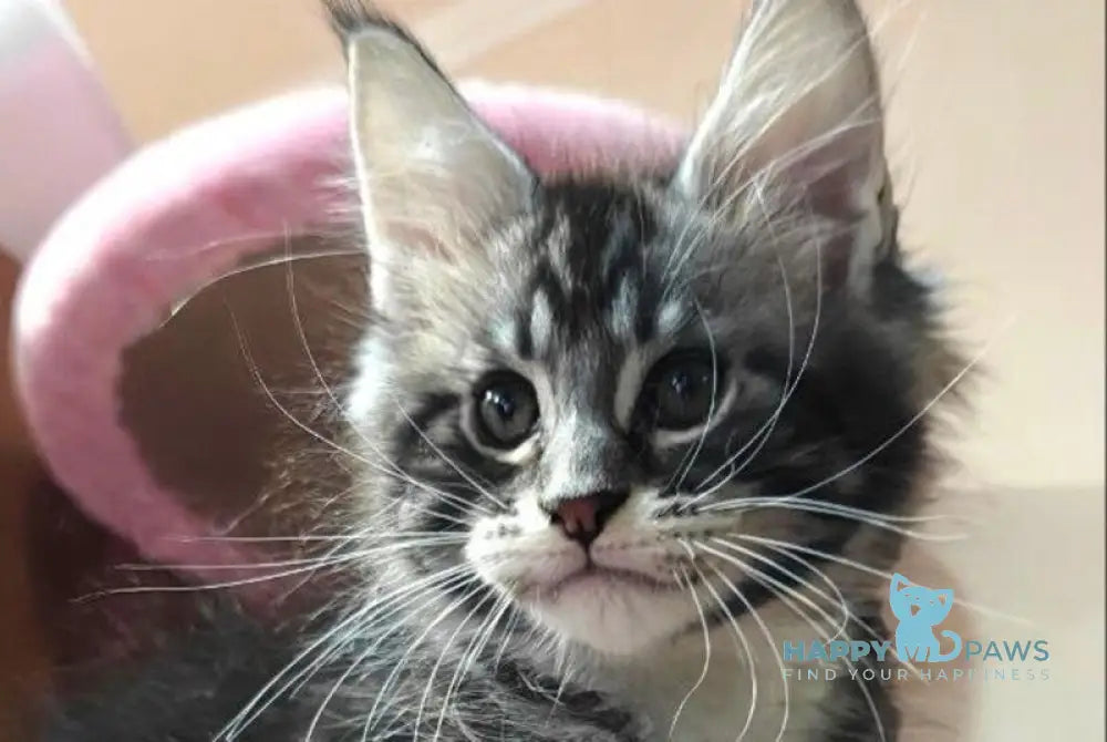 Mark Maine Coon male black silver tabby with white live animals