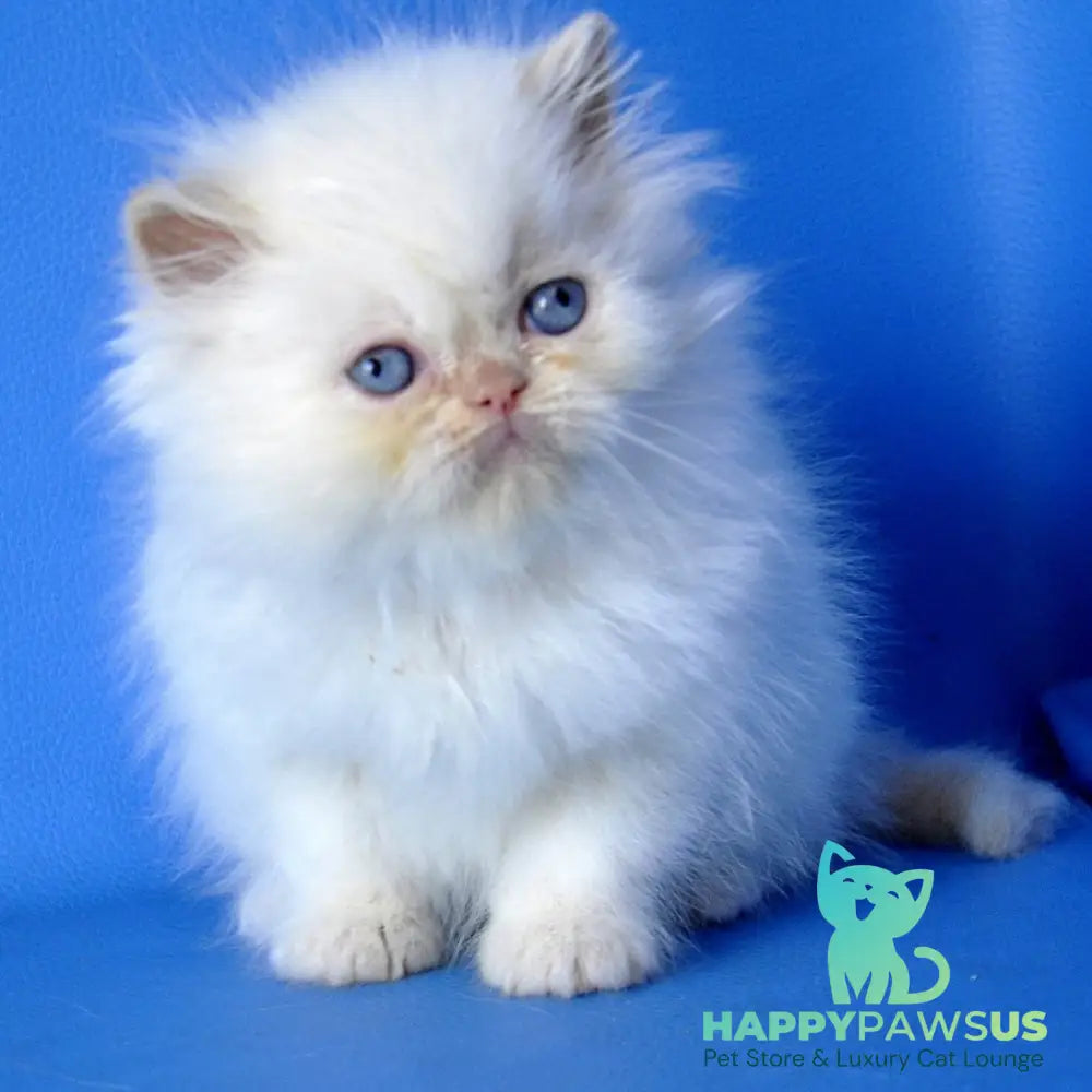 Mark Persian male cream pointed - live animals