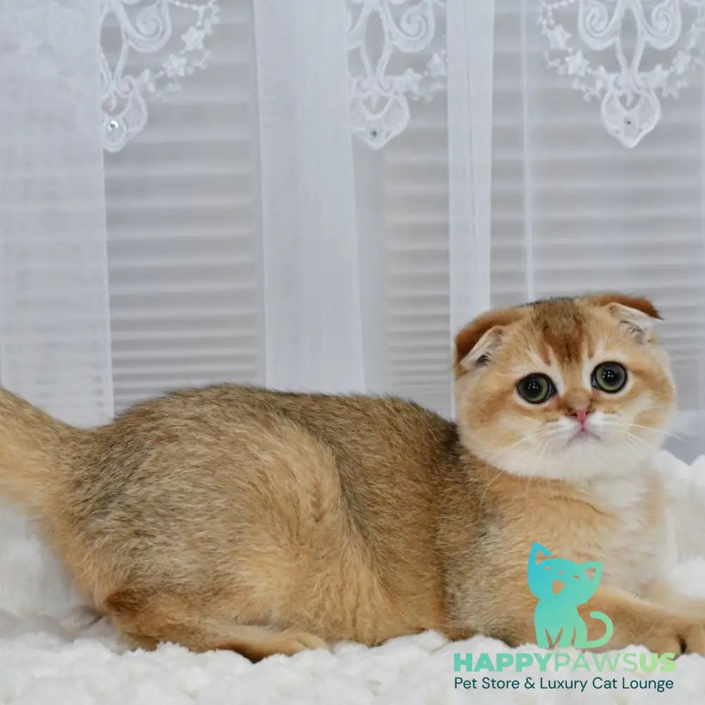Mark Scottish Fold male black golden shaded - live animals