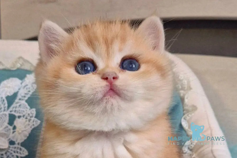 Mark Scottish Straight male black golden tabby live animals