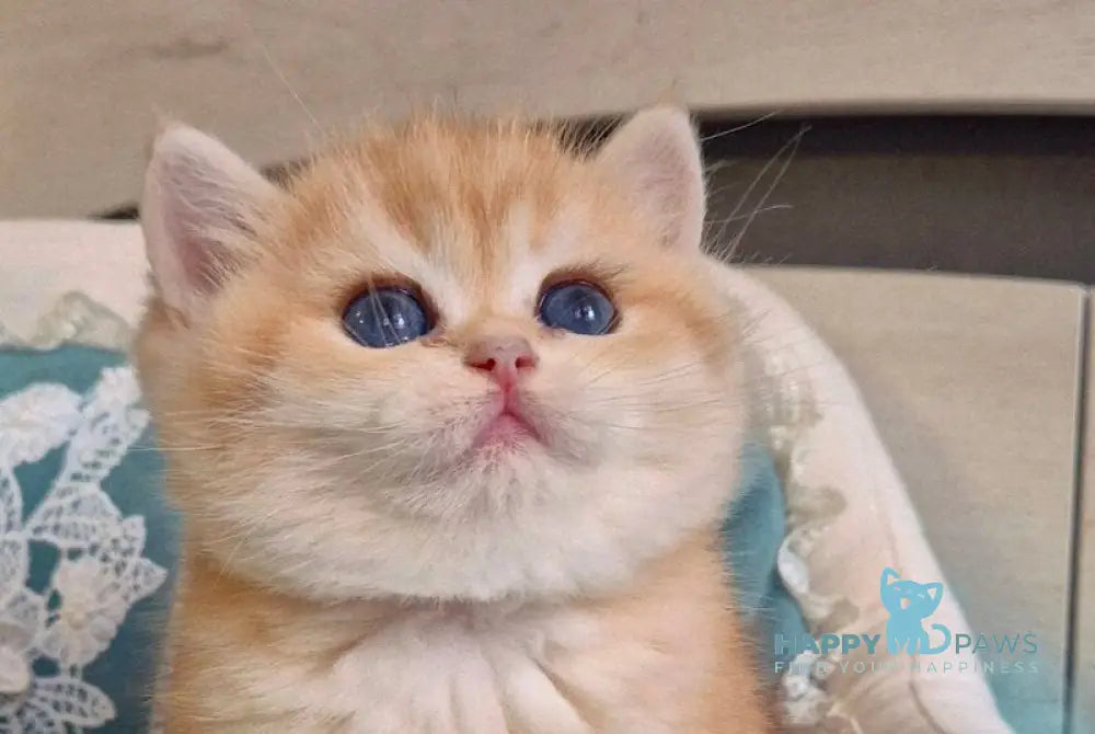 Mark Scottish Straight male black golden tabby live animals