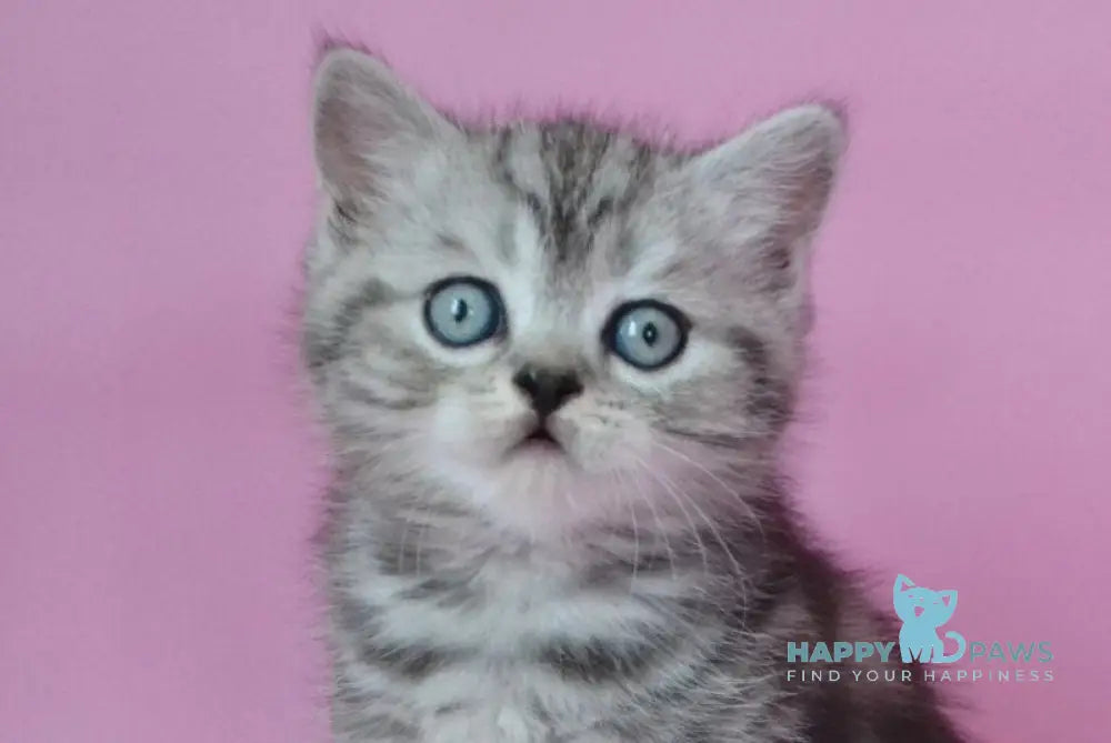 Mark Scottish Straight male black silver tabby live animals