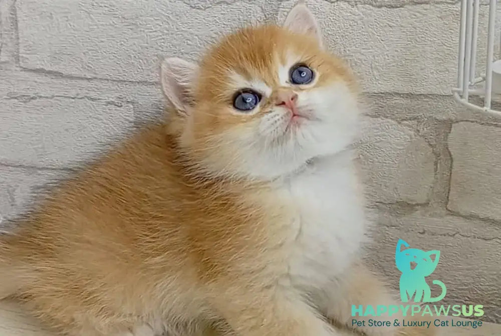 Markiz British Shorthair male black golden chinchilla - live animals