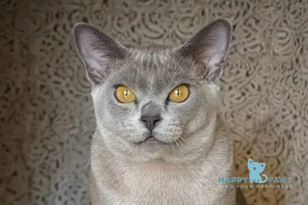 Markiz Burmese male blue live animals