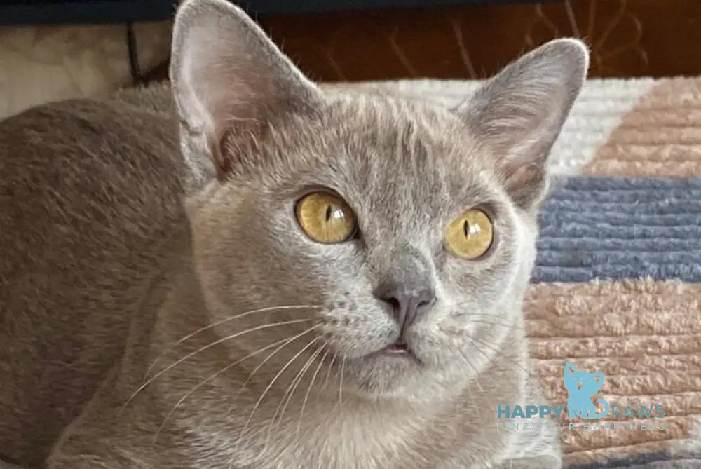 Markiz Burmese male blue live animals