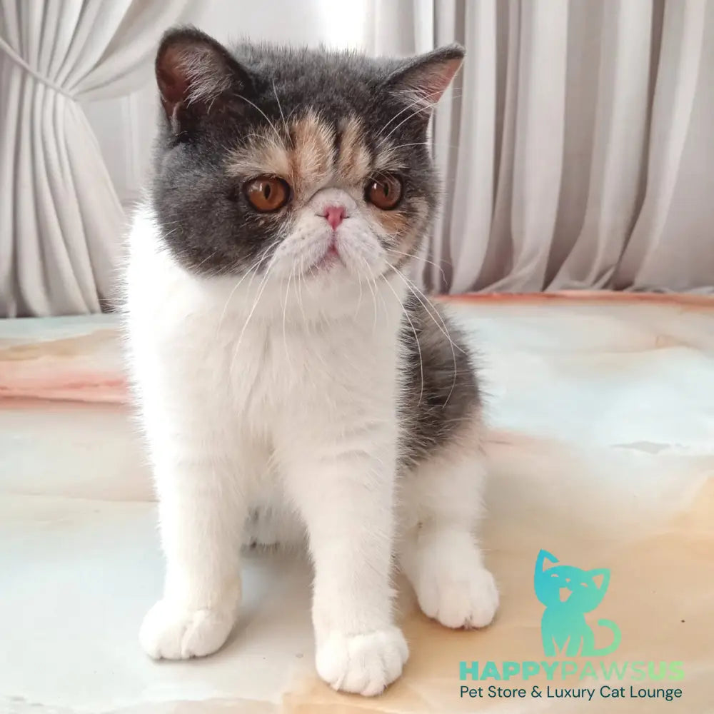 Markiza Exotic female blue tortie bicolour - live animals
