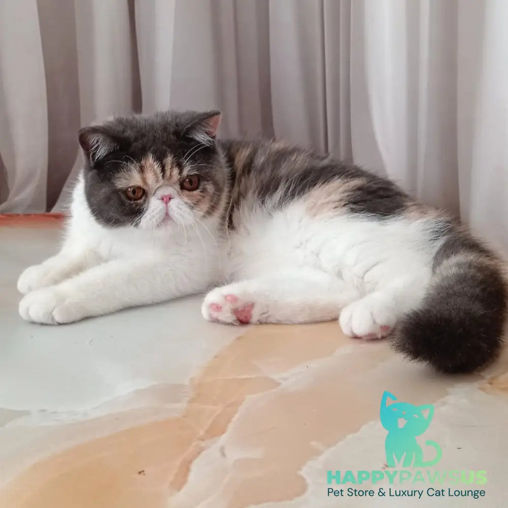 Markiza Exotic female blue tortie bicolour - live animals