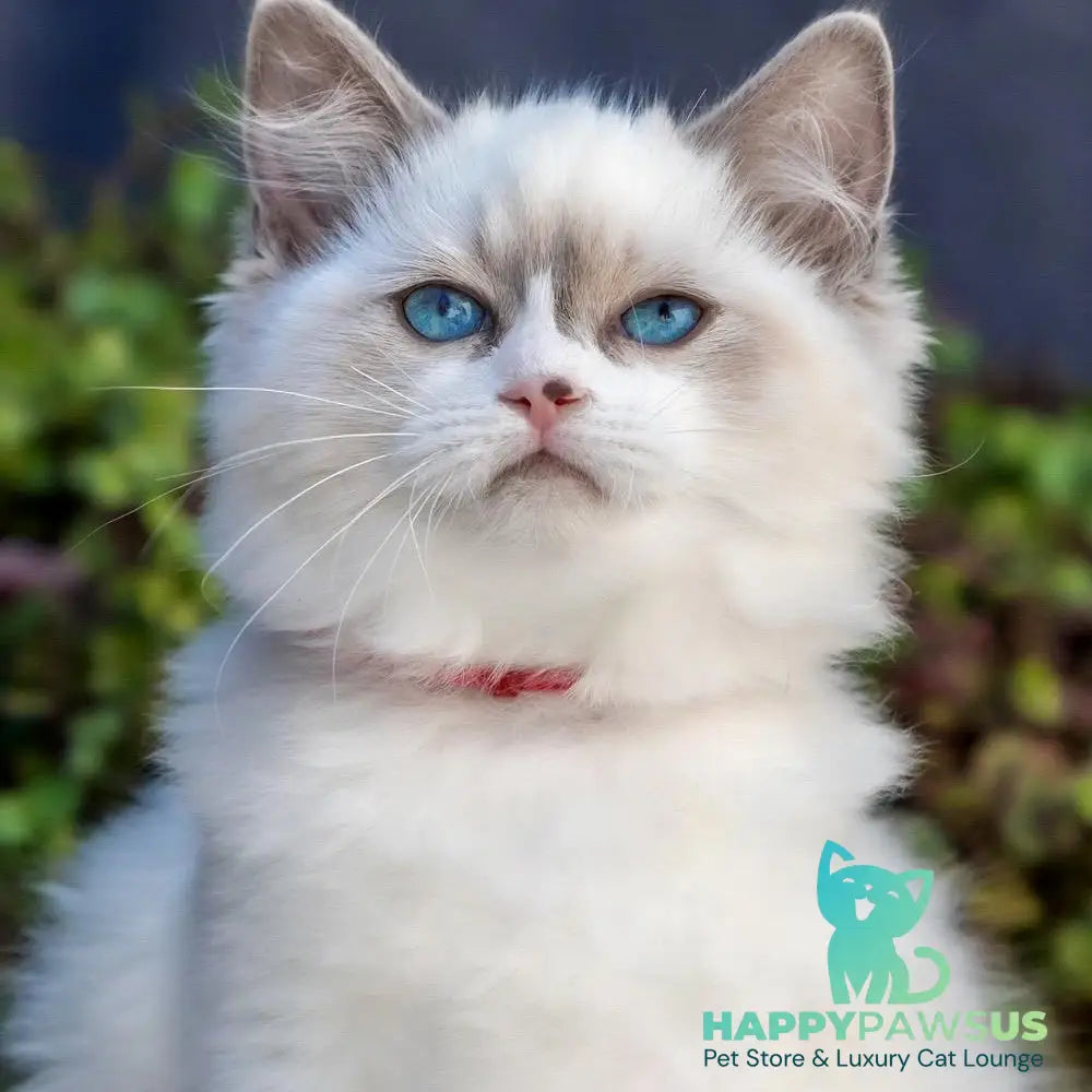 Markiza Ragdoll female blue bicolour - live animals