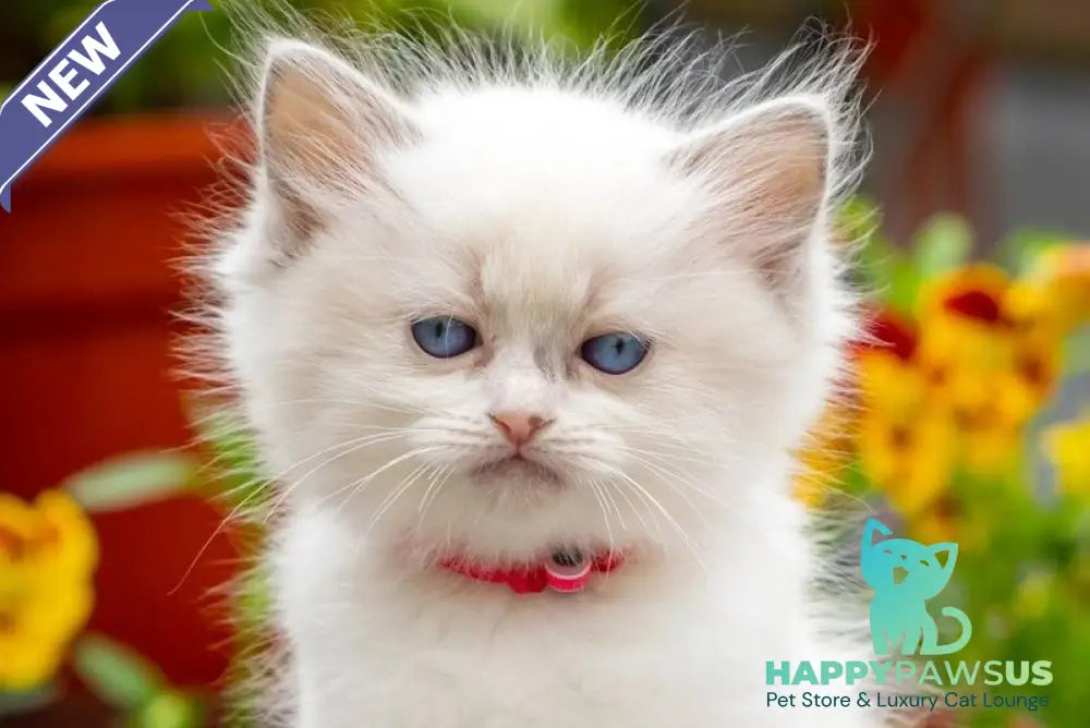Markiza Ragdoll female blue bicolour - live animals