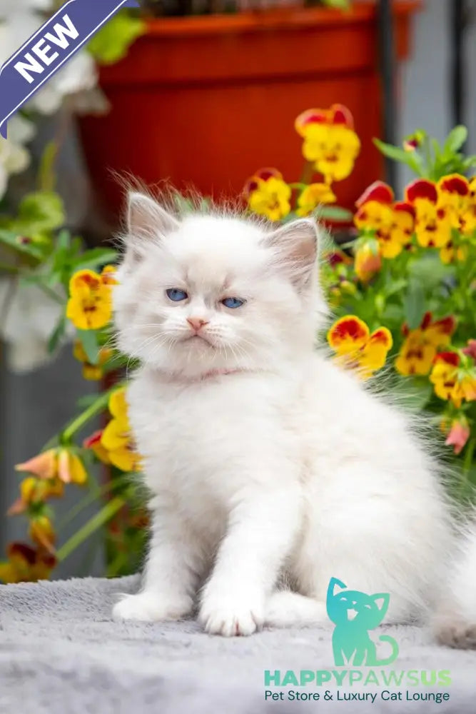 Markiza Ragdoll female blue bicolour - live animals