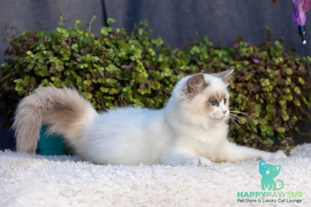 Markiza Ragdoll female blue bicolour - live animals