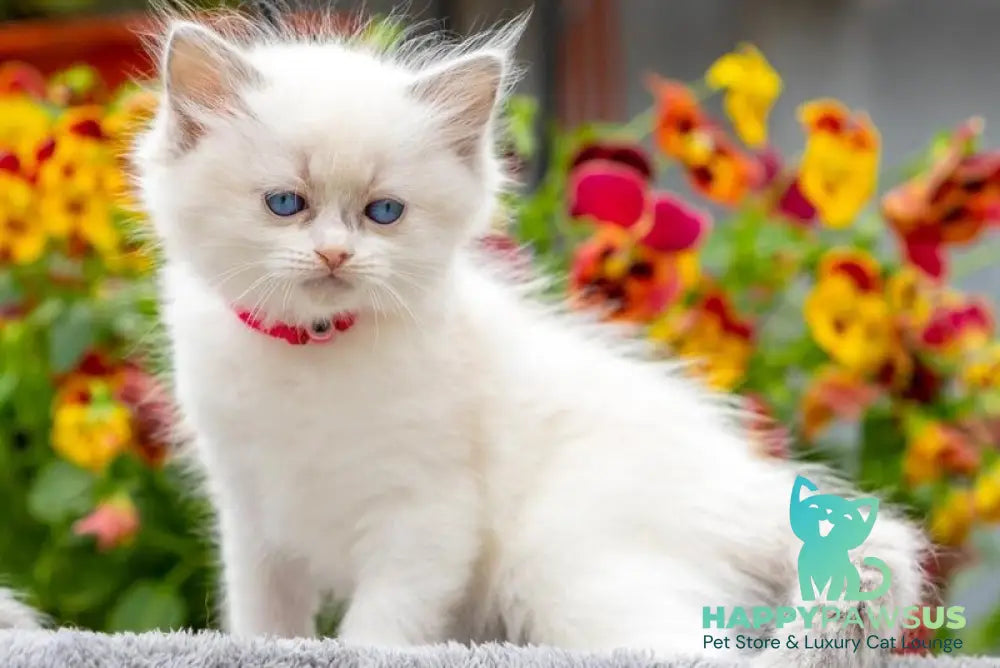 Markiza Ragdoll female blue bicolour - live animals