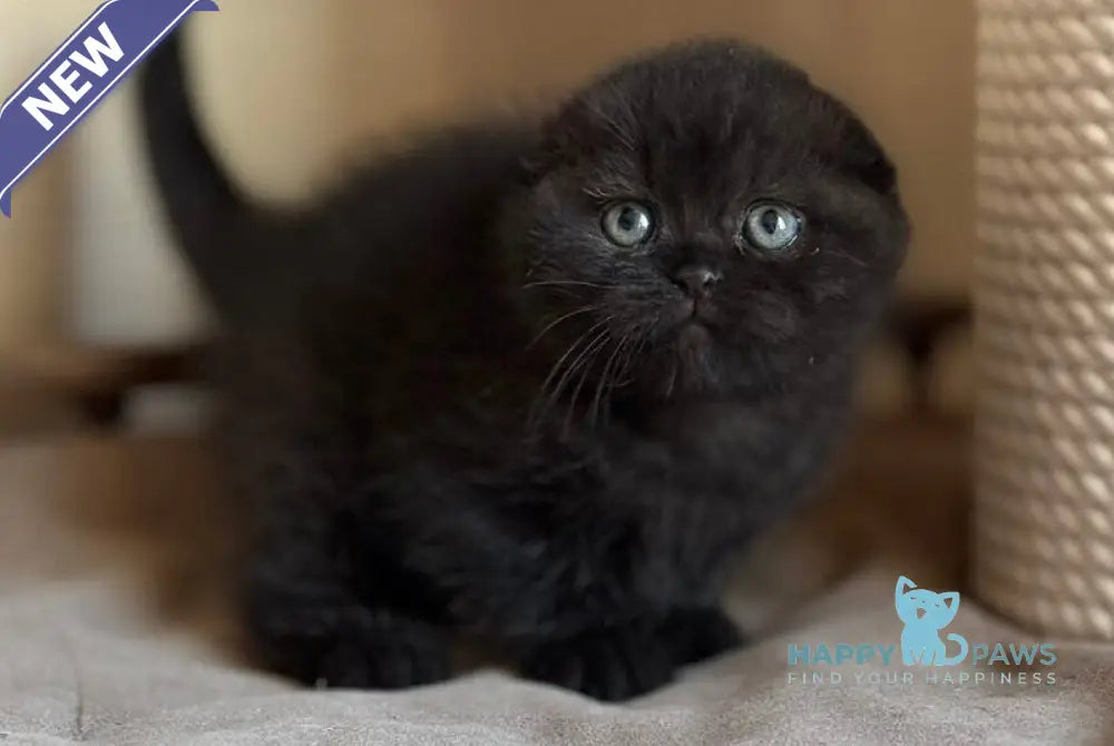 Markus Scottish Fold male black live animals