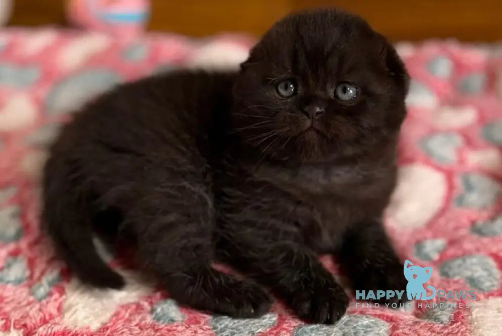 Markus Scottish Fold male black live animals
