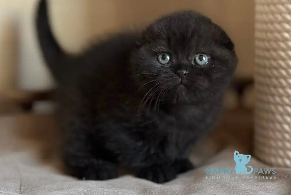 Markus Scottish Fold male black live animals