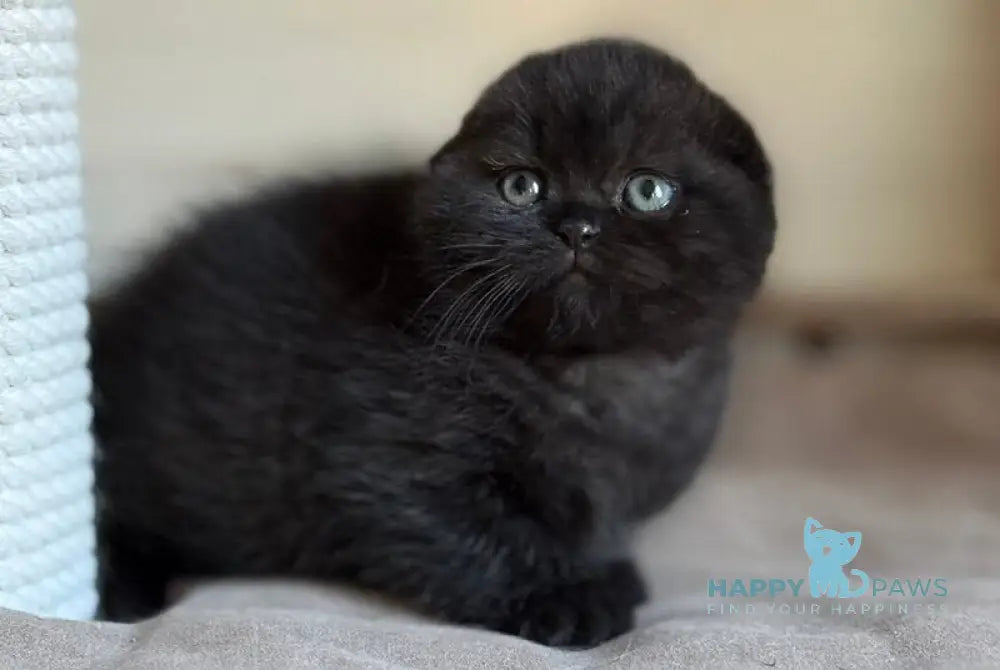 Markus Scottish Fold male black live animals