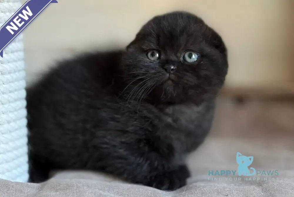 Markus Scottish Fold male black live animals