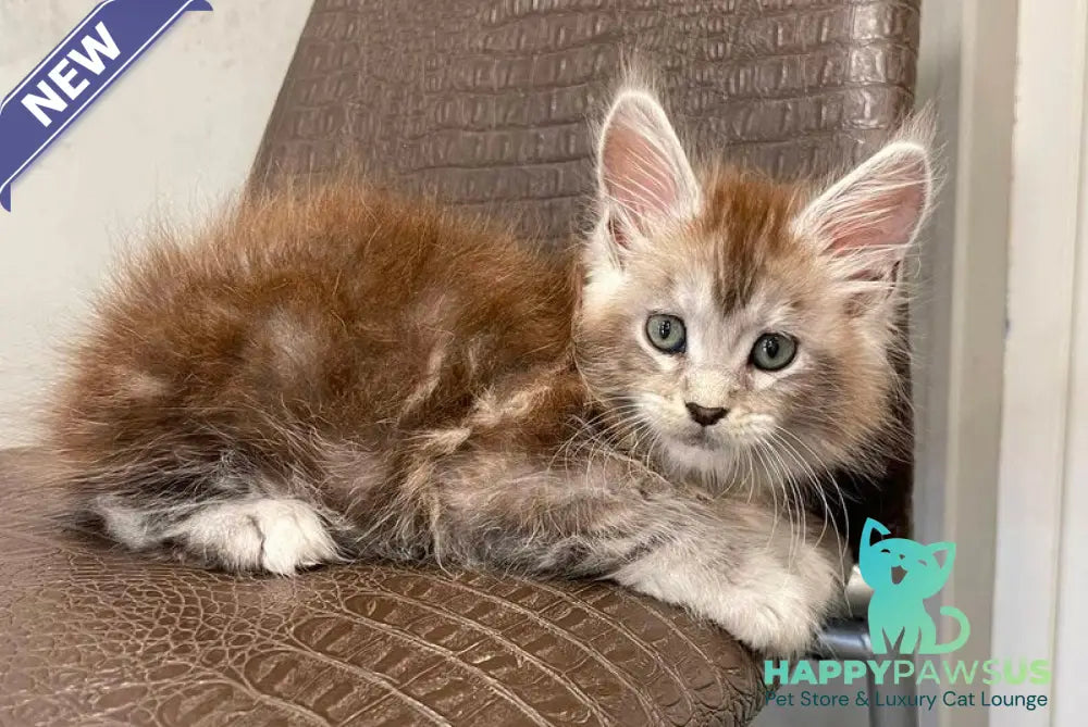 Markush Maine Coon male blue silver ticked tabby - live animals