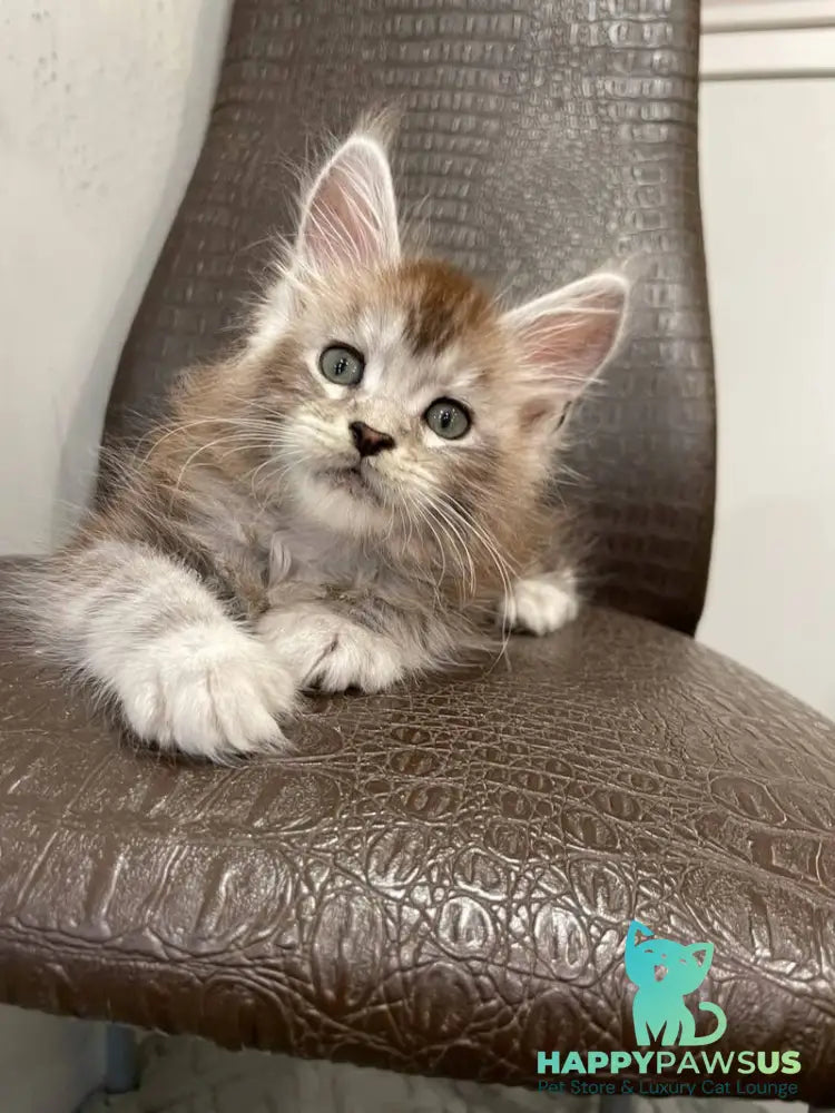 Markush Maine Coon male blue silver ticked tabby - live animals