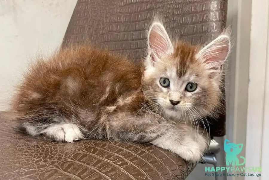 Markush Maine Coon male blue silver ticked tabby - live animals