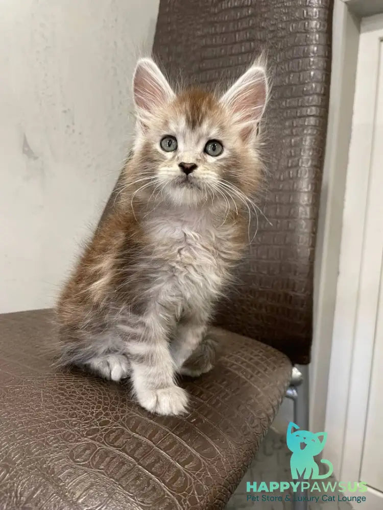 Markush Maine Coon male blue silver ticked tabby - live animals
