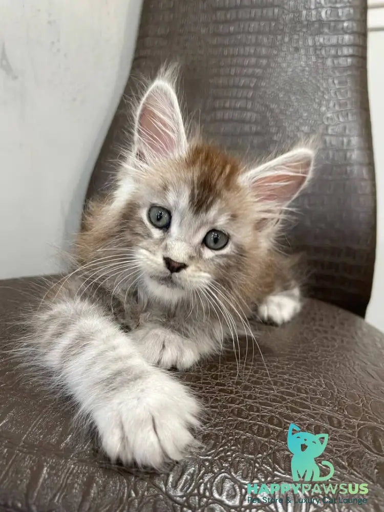 Markush Maine Coon male blue silver ticked tabby - live animals
