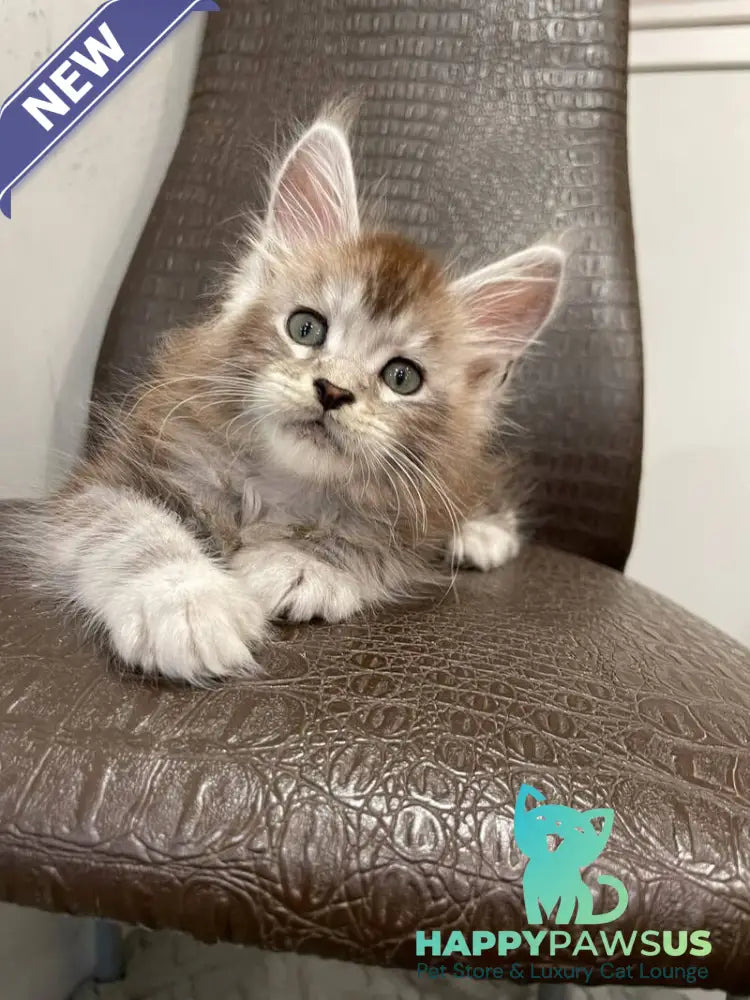 Markush Maine Coon male blue silver ticked tabby - live animals