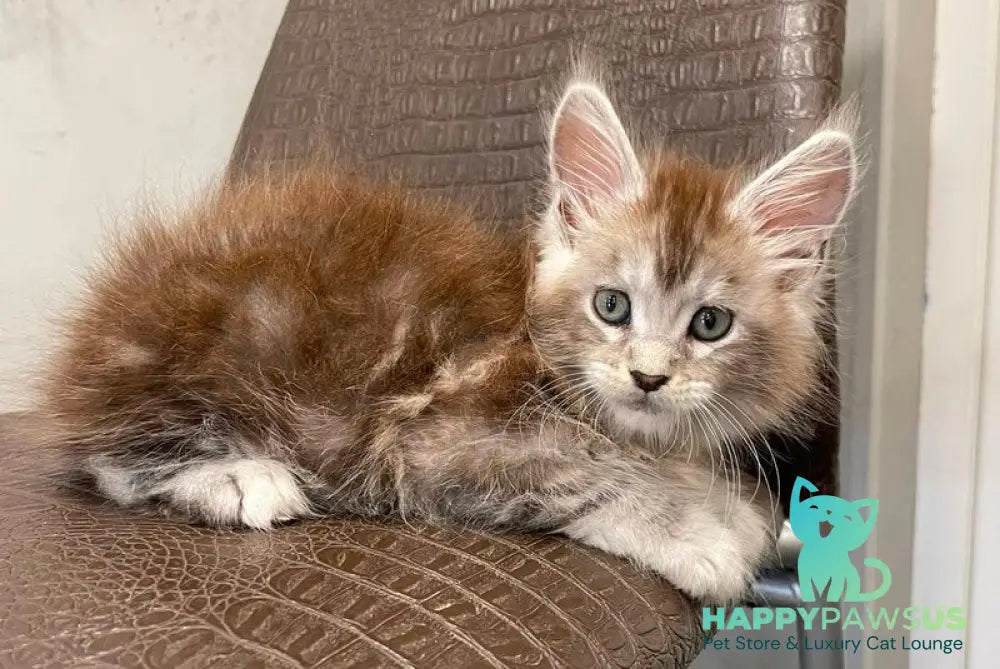 Markush Maine Coon male blue silver ticked tabby - live animals