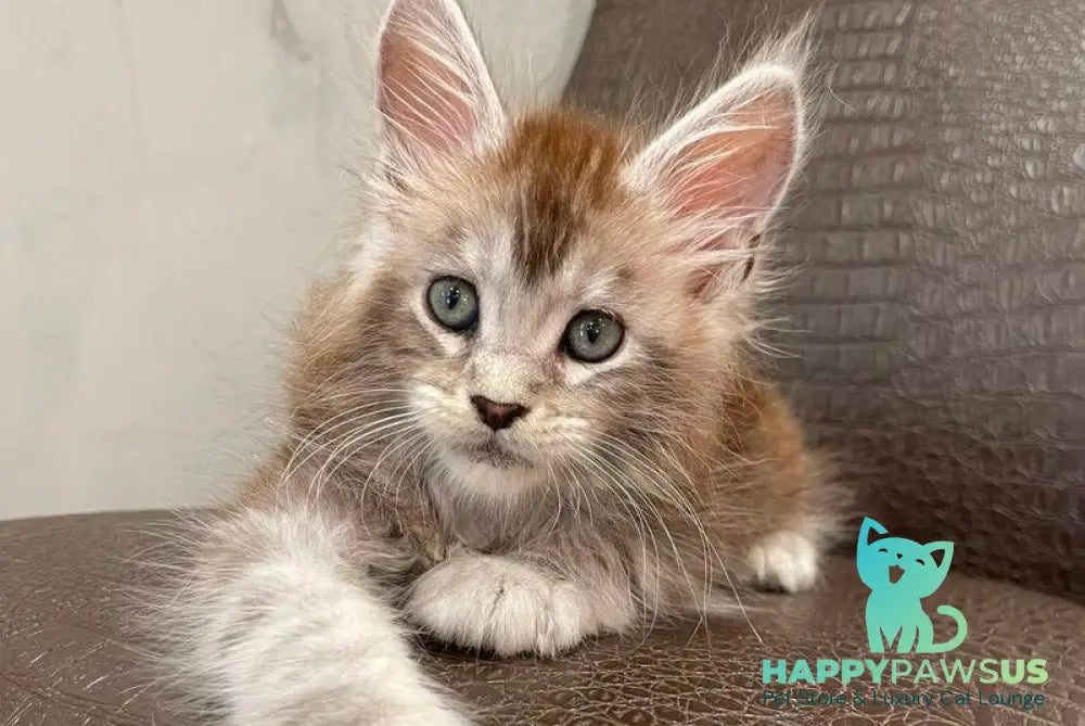 Markush Maine Coon male blue silver ticked tabby - live animals